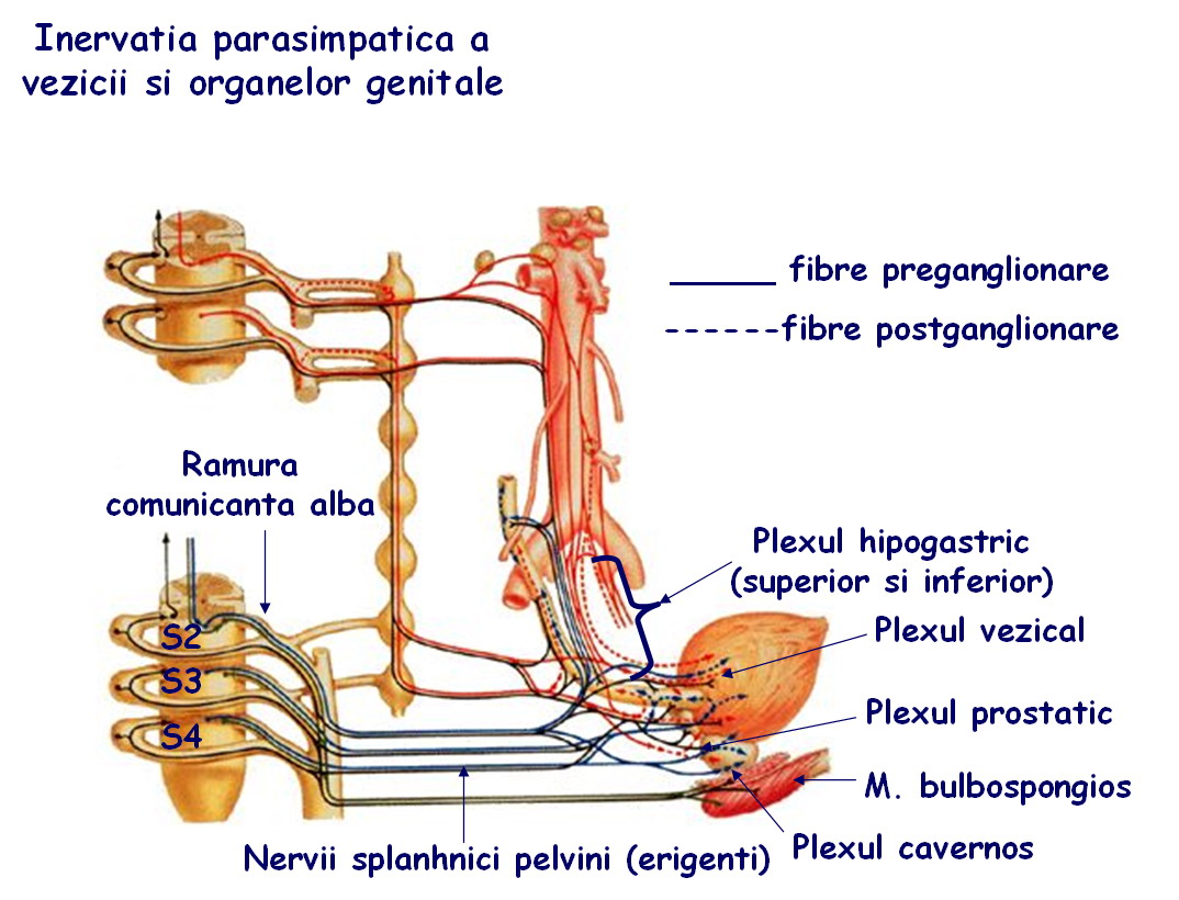 nervii vezicii urinare